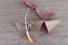 Charger l&#39;image dans la galerie, Oxalis Triangularis &quot;Amber&quot;
