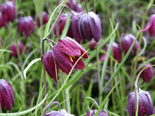 Charger l&#39;image dans la galerie, Fritillaria meleagris mix
