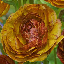 Load image into Gallery viewer, Ranunculus Picoté &quot;Café au Lait&quot;
