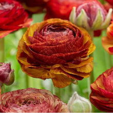 Charger l&#39;image dans la galerie, Ranunculus Picoté &quot;Café au Lait&quot;
