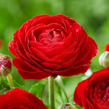 Charger l&#39;image dans la galerie, Ranunculus Red
