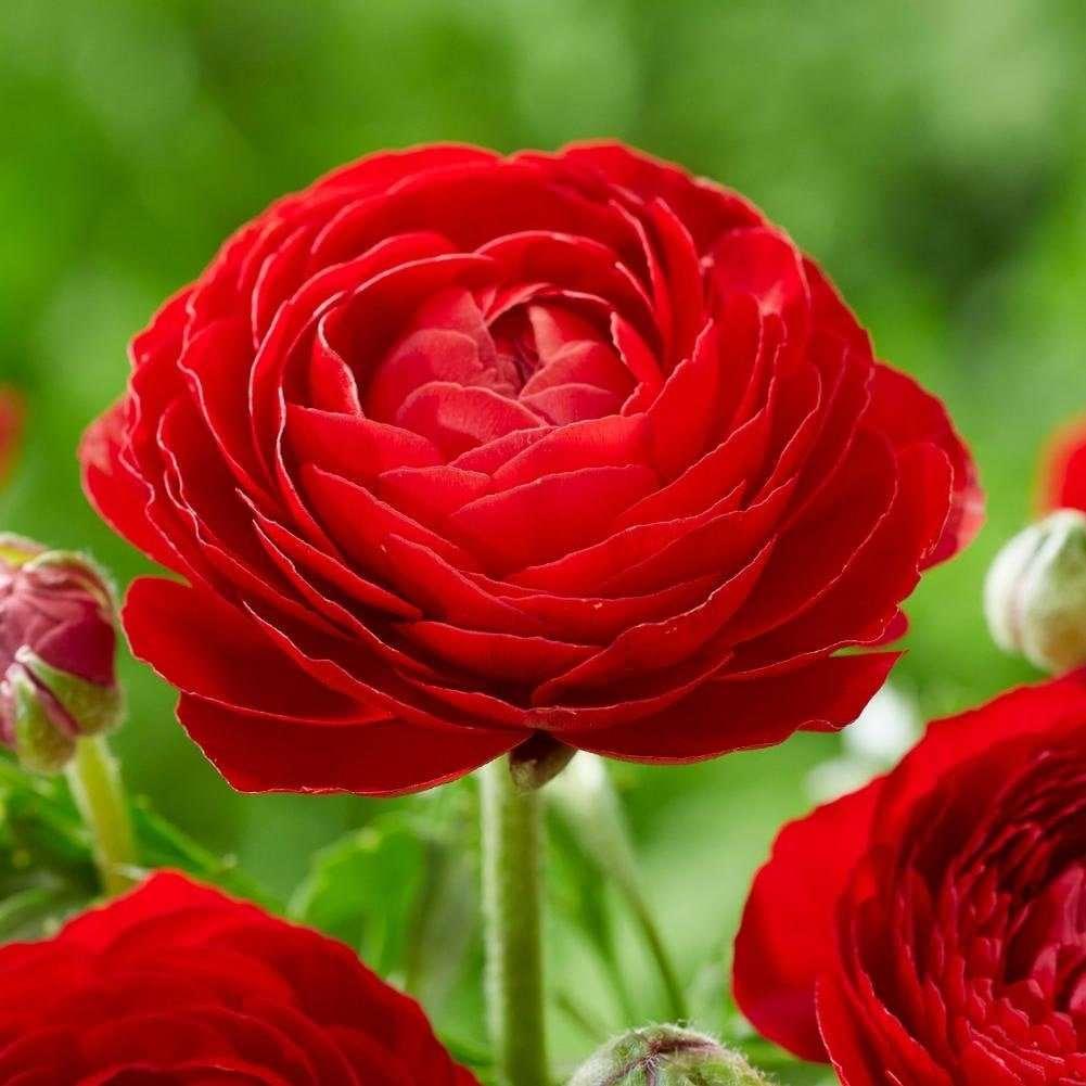 Ranunculus Red