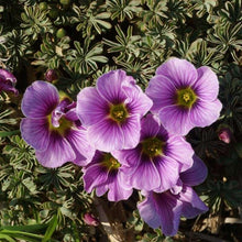 Charger l&#39;image dans la galerie, Oxalis Adenophylla
