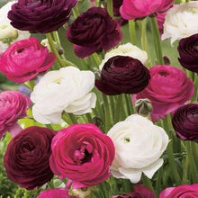 Charger l&#39;image dans la galerie, Ranunculus &quot;Romance&quot; Mix
