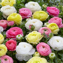 Charger l&#39;image dans la galerie, Ranunculus &quot;Pastels&quot; Mix
