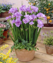 Load image into Gallery viewer, Freesia Double Purple bulbs/corms
