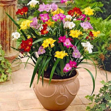 Charger l&#39;image dans la galerie, Freesia Double Mixed bulbs/corms
