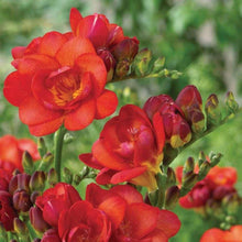 Charger l&#39;image dans la galerie, Freesia Double Red bulbs/corms
