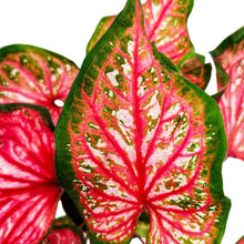 Charger l&#39;image dans la galerie, Caladium Pink Panther
