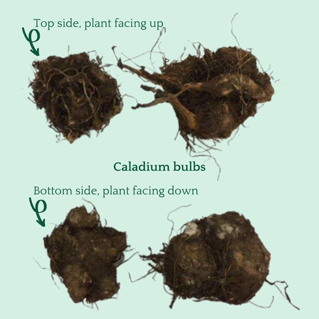 plant caladium bulbs indoors Caladium 'Pink Panther' | Buy large caladium bulbs