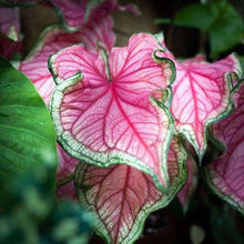 Charger l&#39;image dans la galerie, Caladium Florida Sweetheart
