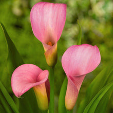 Load image into Gallery viewer, Calla Lily &quot;Pillow Talk&quot;
