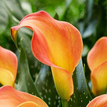 Charger l&#39;image dans la galerie, Calla Lily &quot;Morning Sun&quot;
