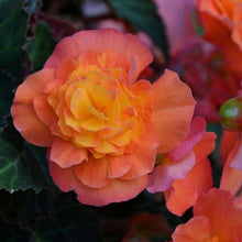 Charger l&#39;image dans la galerie, Begonia multiflora &#39;Peardrop&#39;
