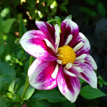 Charger l&#39;image dans la galerie, Dahlia &#39;Impression Fabula&#39; tuber
