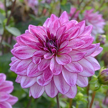 Charger l&#39;image dans la galerie, Dahlia &quot;Seduction&quot; tuber
