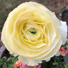 Charger l&#39;image dans la galerie, Ranunculus Friandine &quot;Lemon&quot;
