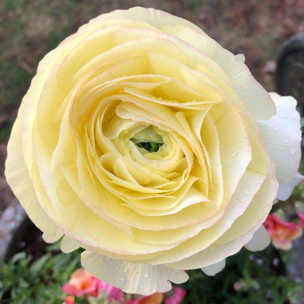 Ranunculus Friandine 