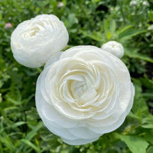 Charger l&#39;image dans la galerie, Ranunculus Amandine &quot;Snowflake&quot;
