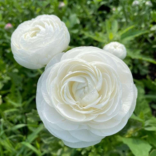 Ranunculus Amandine 