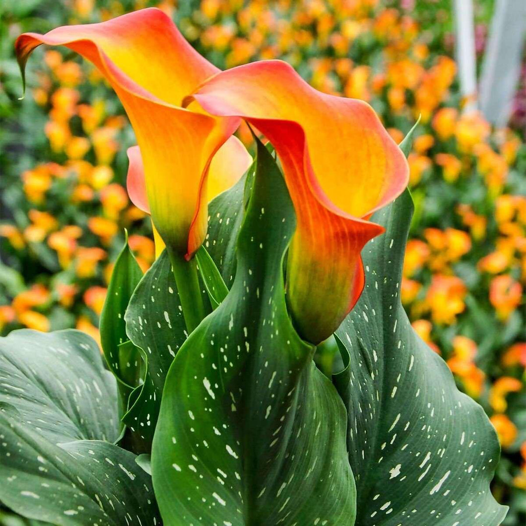 orange calla lily plant Calla Lily "Morning Sun" (Zantedeschia, Arum Lillies)