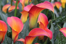 Load image into Gallery viewer, Calla Lily &quot;Morning Sun&quot;
