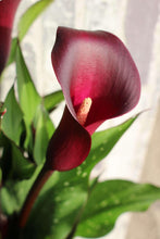 Load image into Gallery viewer, Calla Lily &quot;Macau&quot;
