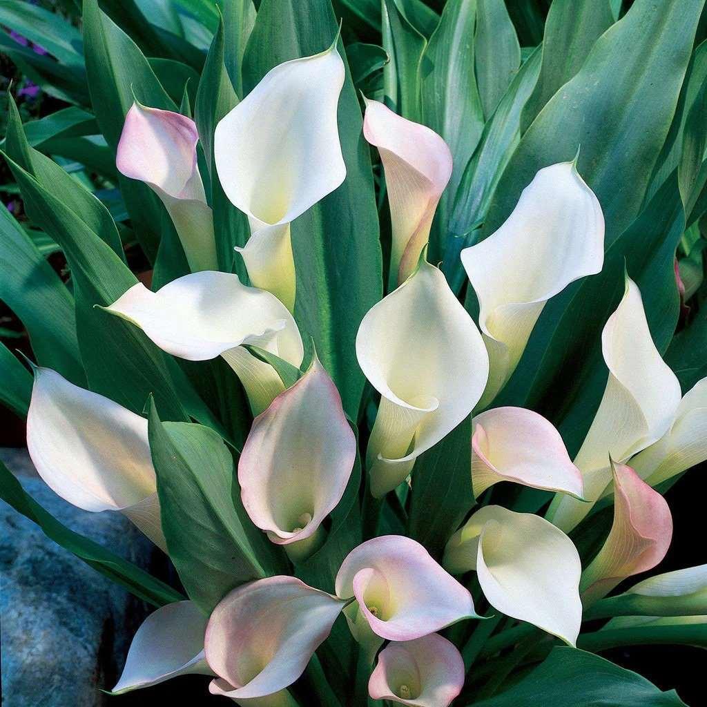 crystal lily flower Calla Lily 