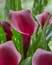 Load image into Gallery viewer, Calla Lily &quot;Macau&quot;
