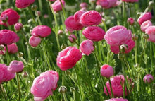 Charger l&#39;image dans la galerie, Ranunculus Amandine &quot;Rose&quot;
