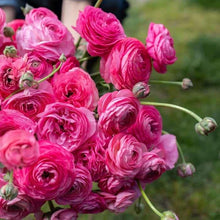 Charger l&#39;image dans la galerie, Ranunculus Amandine &quot;Rose&quot;
