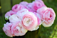 Charger l&#39;image dans la galerie, Ranunculus Amandine &quot;Marshmallow&quot;
