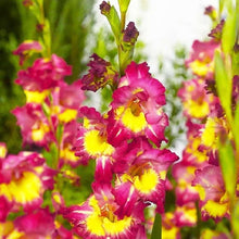 Charger l&#39;image dans la galerie, Gladiolus &quot;Far West&quot; bulbs
