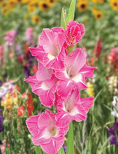 Charger l&#39;image dans la galerie, Gladiolus &quot;Pink Parrot&quot; bulbs
