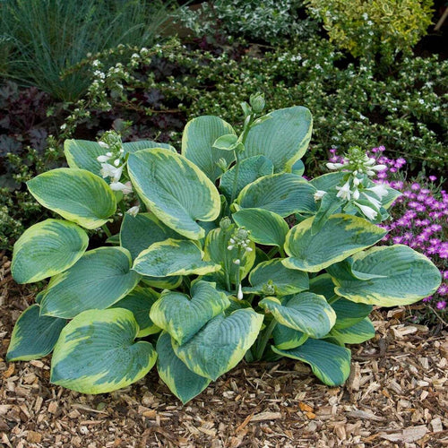 Hosta sieboldiana 