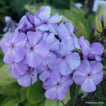 Charger l&#39;image dans la galerie, Phlox paniculata &quot;Lilac Time&quot; roots/bulb
