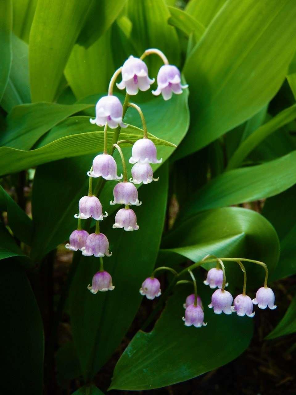 purple lily of the valley flower Convallaria majalis 'Rosea' bulbs/roots