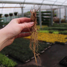 Charger l&#39;image dans la galerie, pink lily of the valley pips - A healthy root structure of the Convallaria majalis &#39;Rosea&#39; - Highlightingthe growth and vitality of the &#39;Rosea&#39; Lily of the Valley, a key component for successful cultivation and propagation.
