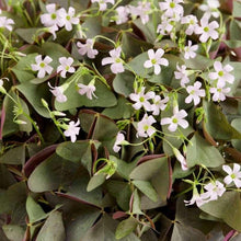 Load image into Gallery viewer, Oxalis Triangularis &quot;Sanne&quot;
