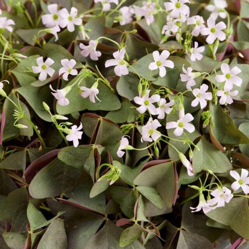 Oxalis Triangularis 