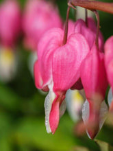 Charger l&#39;image dans la galerie, Bleeding Hearts roots/rhizomes (Dicentra spectabilis; Lamprocapnos spectabilis)
