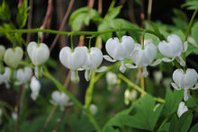 Load image into Gallery viewer, White Bleeding Hearts plant roots/rhizomes (Dicentra spectabilis &#39;Alba&#39;; Lamprocapnos spectabilis)
