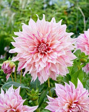 Load image into Gallery viewer, Dahlia &#39;Café au Lait Twist&#39; tuber
