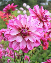 Charger l&#39;image dans la galerie, Dahlia &quot;Seduction&quot; tuber
