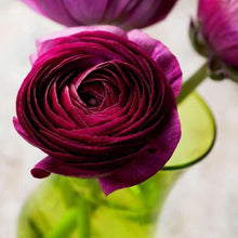 Charger l&#39;image dans la galerie, Ranunculus Amandine &quot;Violet&quot;
