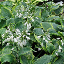 Load image into Gallery viewer, Hosta sieboldiana &quot;Frances Williams&quot; bulbs/roots
