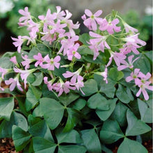 Charger l&#39;image dans la galerie, Oxalis Triangularis &quot;Amber&quot;
