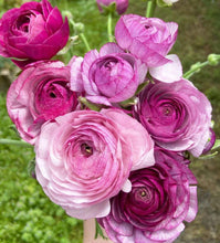 Charger l&#39;image dans la galerie, Ranunculus Amandine &quot;Purple Jean&quot;
