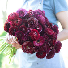 Load image into Gallery viewer, Ranunculus Amandine &quot;Black&quot;
