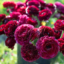 Charger l&#39;image dans la galerie, Ranunculus Amandine &quot;Black&quot;
